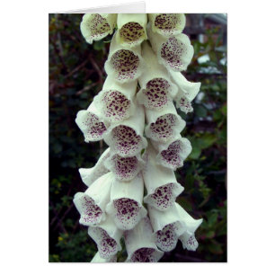 Foxglove blanc