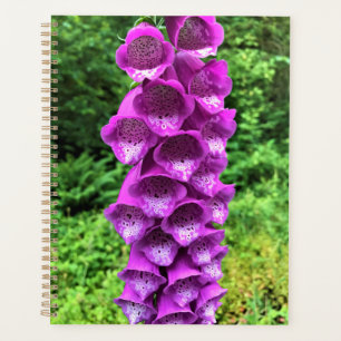 Foxglove Flowers, Oregon