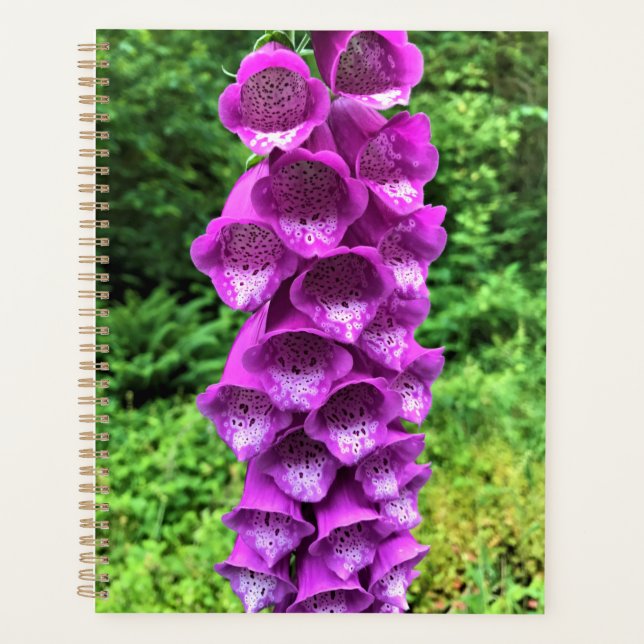 Foxglove Flowers, Oregon (Devant)