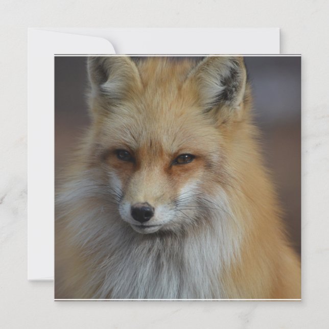 Foxy Fox (Devant)