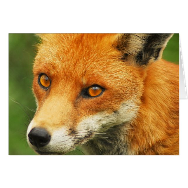 Foxy Lady (Devant horizontal)