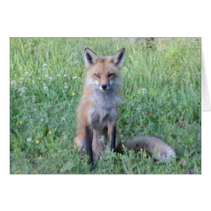 Foxy Lady