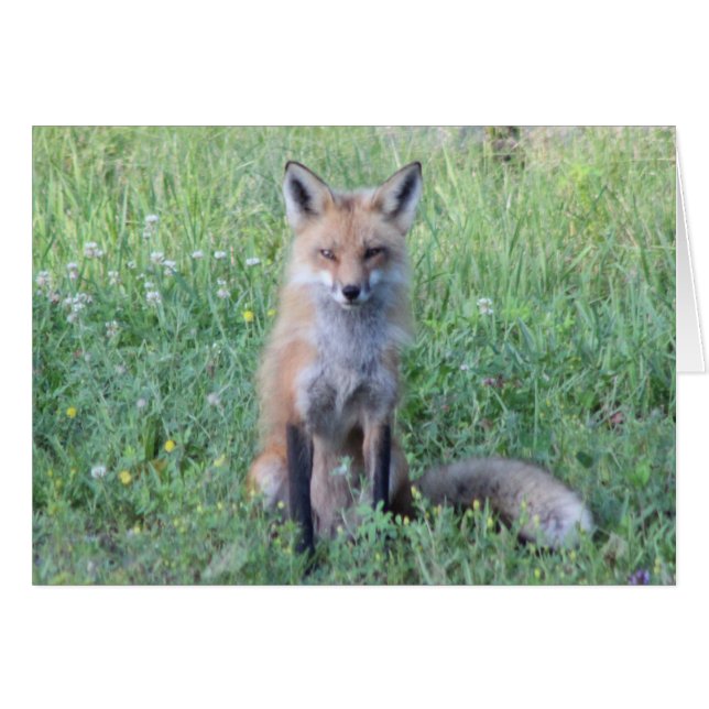 Foxy Lady (Devant horizontal)