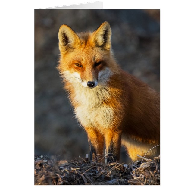 Foxy Stare (Devant)
