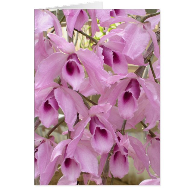 Fragrances (Devant)