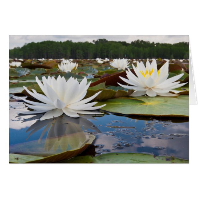 Fragrant Water Lily (Devant horizontal)