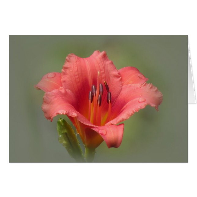 Fraise Dream - Daylily (Devant horizontal)