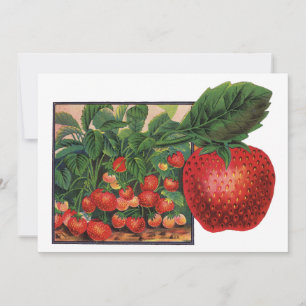 Fraises anciennes, plants de fraises dans une ferm