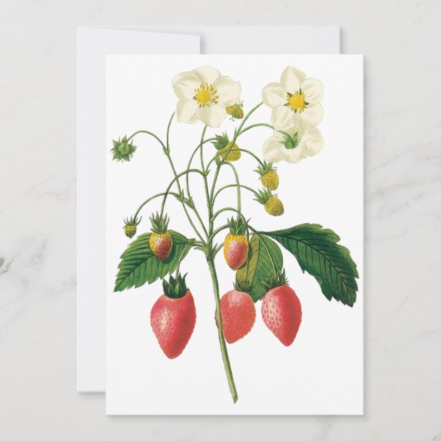 Fraises de baies vintages par Redoute Invitation (Devant)