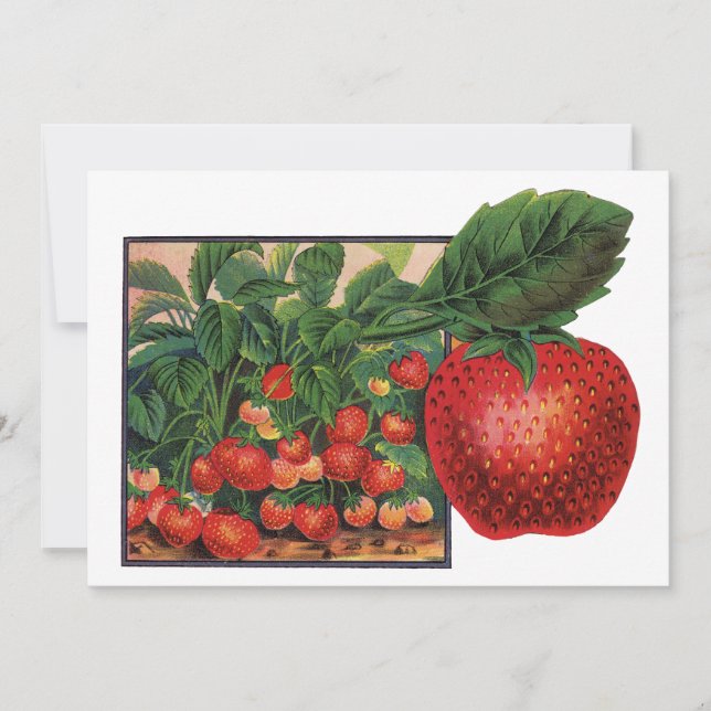 Fraises vintages, Plantes de fraises sur une ferme (Devant)