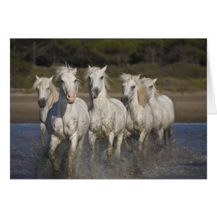 France, Camargue. Les chevaux courent