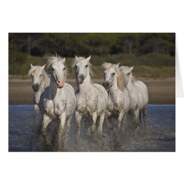 France, Camargue. Les chevaux courent (Devant horizontal)