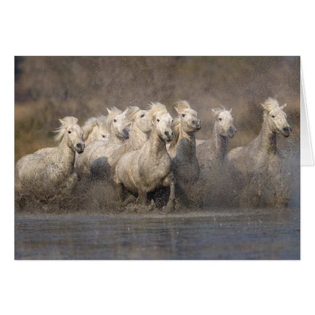 France, Provence. Chevaux Camargue blancs courant (Devant horizontal)