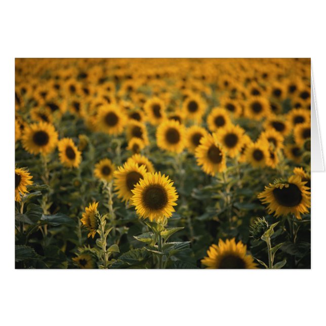 France, Vaucluse, champ de tournesols (Devant horizontal)