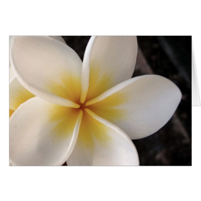 Frangipani (Devant horizontal)