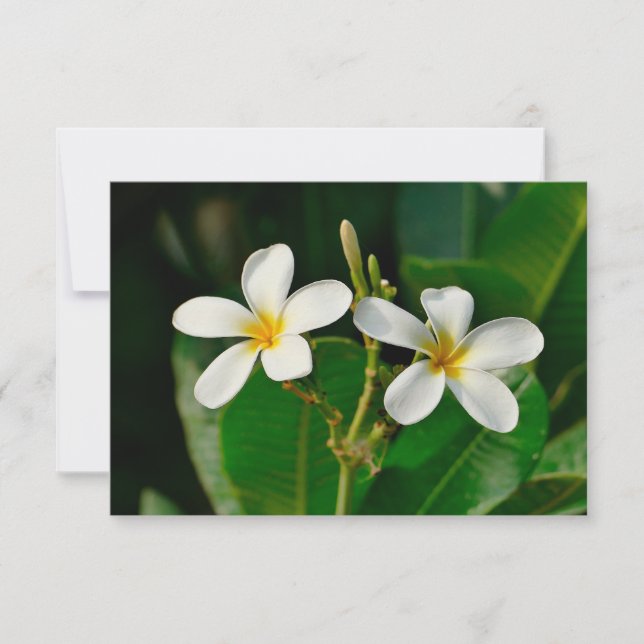 Frangipani blanc (Devant)