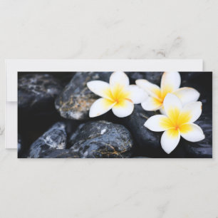 Frangipani flowers