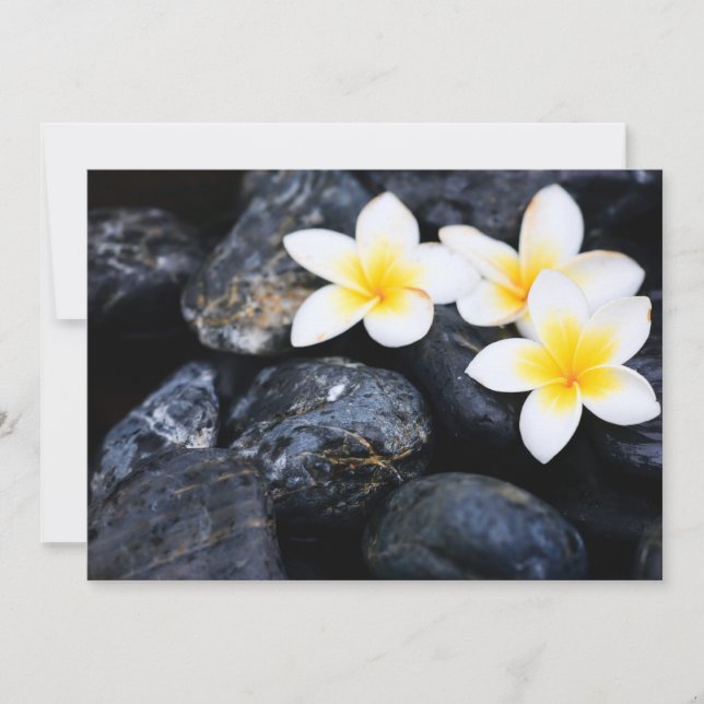 Frangipani flowers (Devant)