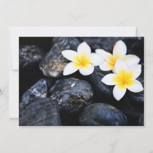Frangipani flowers