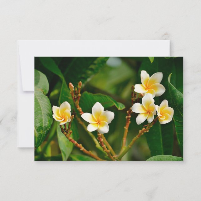 Frangipani jaune (Devant)