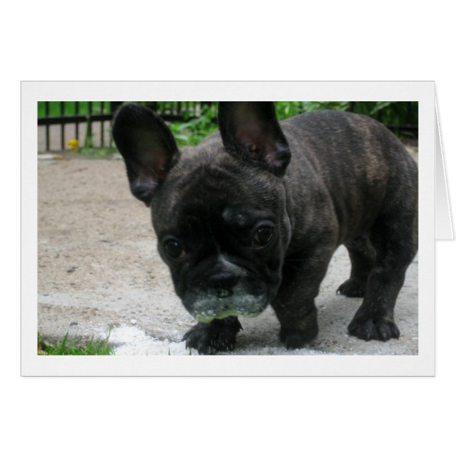 Frank (Devant Horizontal)