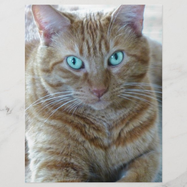 Frankie (Devant)