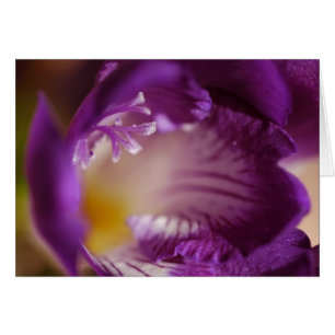 Freesia