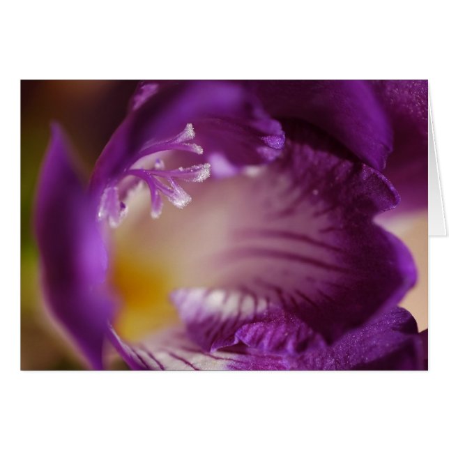 Freesia (Devant horizontal)