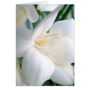 Freesia Blanc