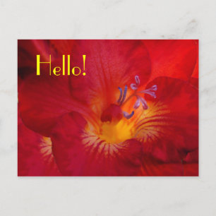 Freesia Bonjour ! Carte postale
