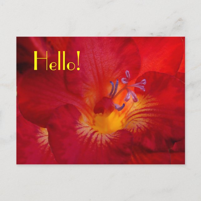 Freesia Bonjour ! Carte postale (Devant)