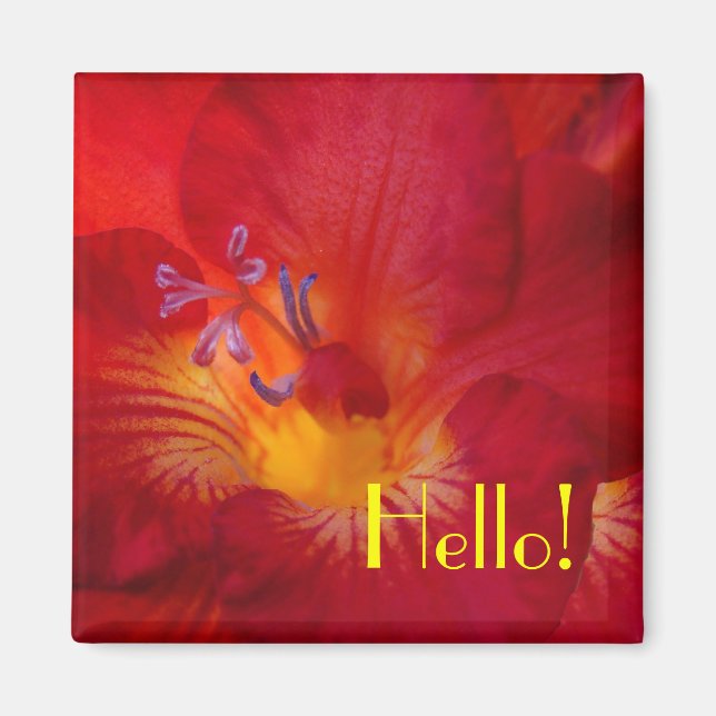 Freesia Hello! Aimant (Devant)