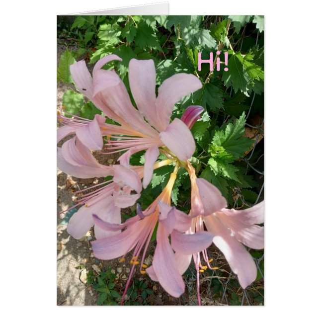 Freesia in natural world setting. Pinkish-lavender (Devant)