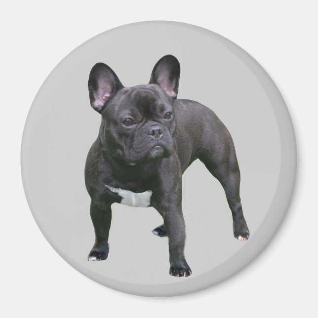 French Bulldog Magnet (Devant)