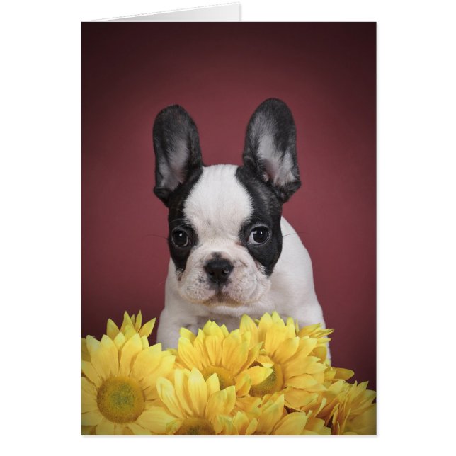 Frenchie - Chien français (Devant)