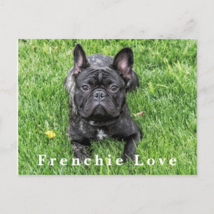 Frenchie Love French Bulldog Photo Carte postale