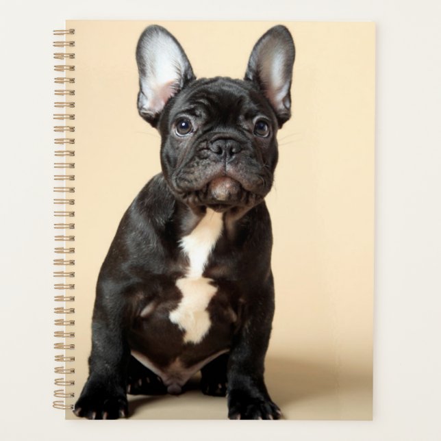 Frenchie Puppy (Devant)