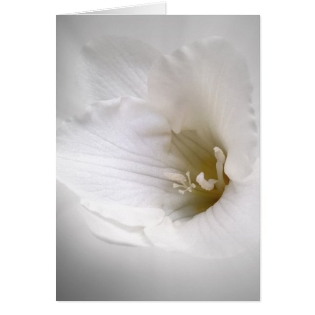 frénésie blanche (Devant)