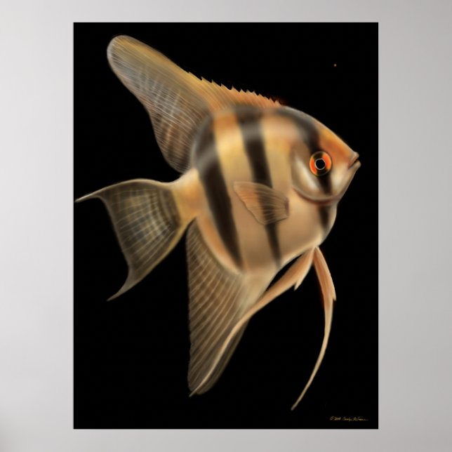 Freshwater Angelfish Poster (Devant)
