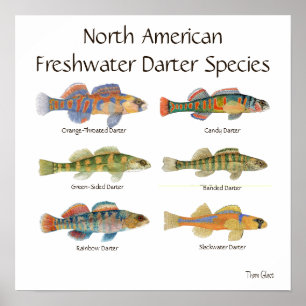 Freshwater Darter Art Poster
