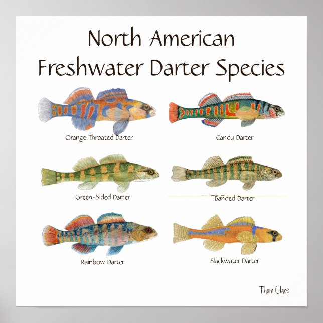Freshwater Darter Art Poster (Devant)