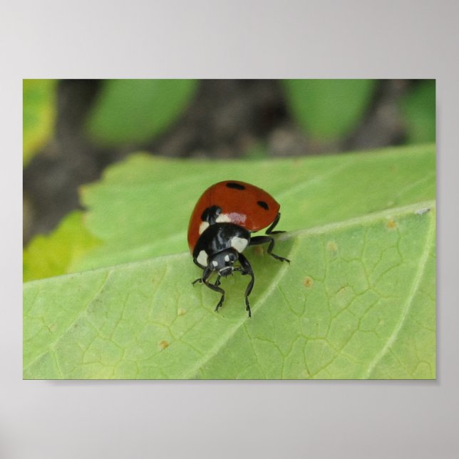 Friendly Ladybug Poster (Devant)