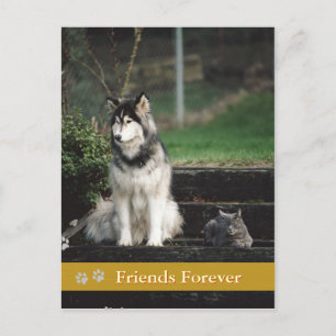 Friends Forever - carte postale chien & chat