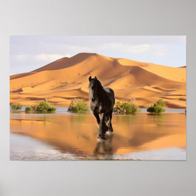 Friesian DIAMOND V - Poster (Devant)