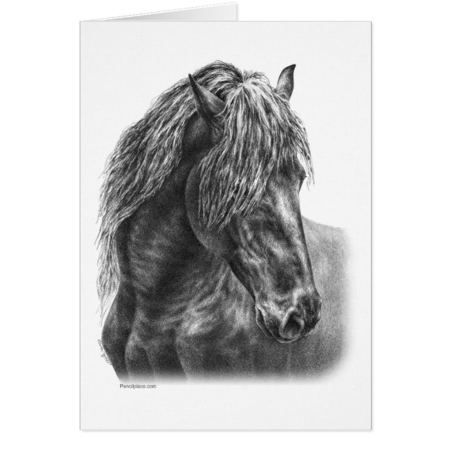 Friesian Horse Portrait Wavy Mane (Devant)