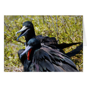 Frigatebirds in Love