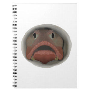 Fringehead Sarcastique - Carnet de tête de poisson