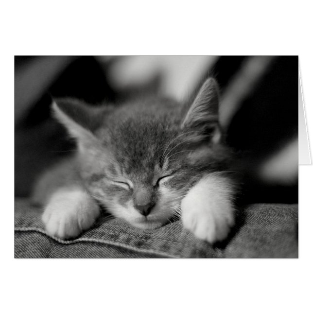 Frisco (Devant horizontal)