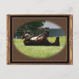 Frisky Foal ~ carte postale