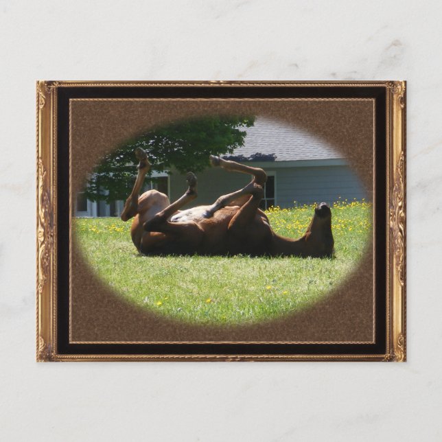 Frisky Foal ~ carte postale (Devant)